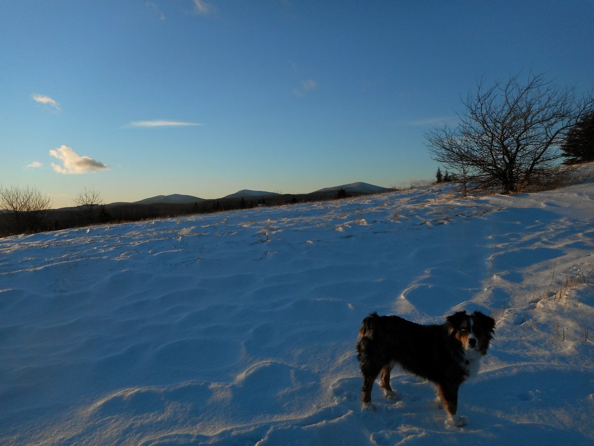 galushahillfarm's tweet photo. First X-country of the winter.  Feels so good to stretch the legs! the distance #mountmoosilauke #grotonstateforest https://t.co/IutRs0TnAh