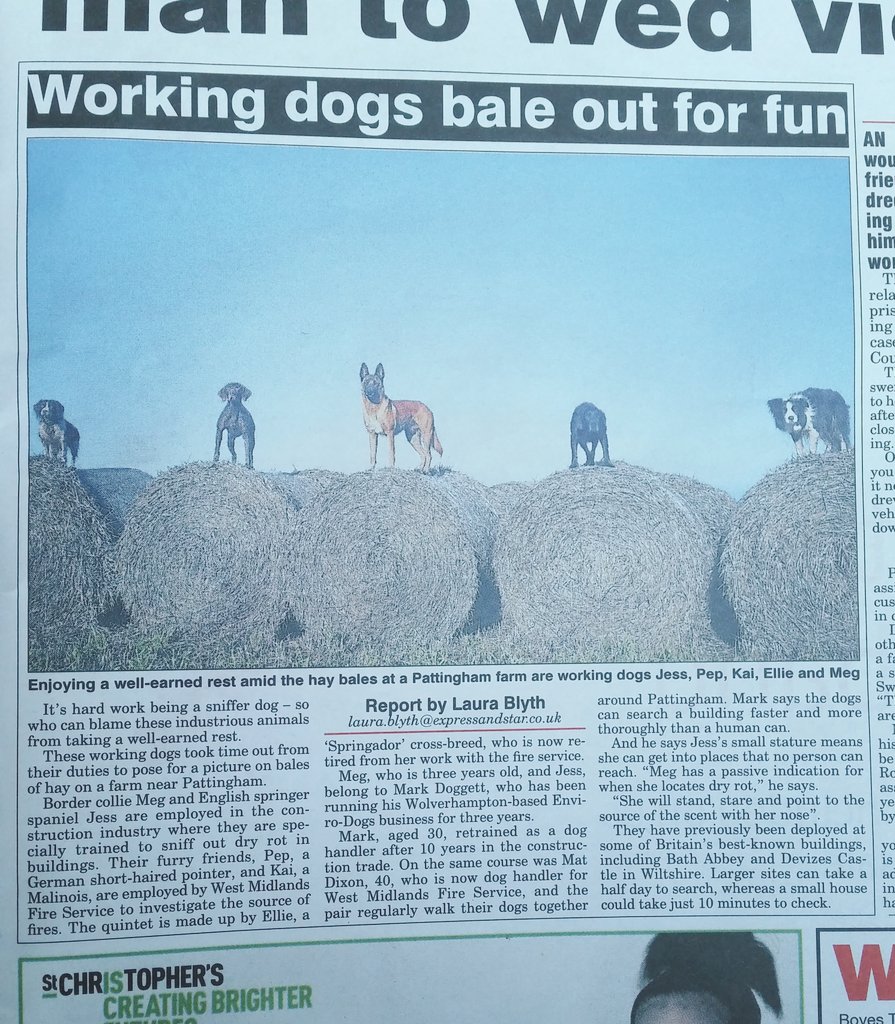 EnviroDogs's tweet image. A nice group of #SearchDogs in the @ExpressandStar &amp;amp; @ShropshireStar today. @WMFireDogs