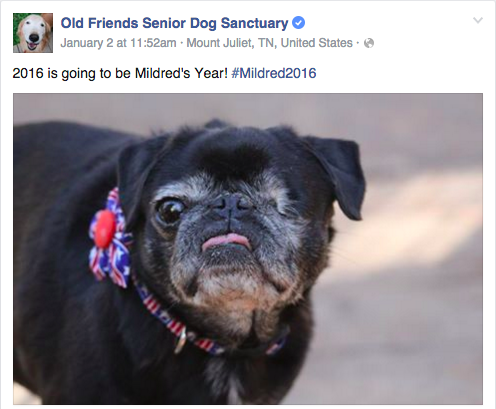 Adorably's tweet photo. “Old Friends Senior Dog Sanctuary” is the best FB page ever and you need to follow it https://t.co/yLpeE4mxzo https://t.co/icIggXXotm