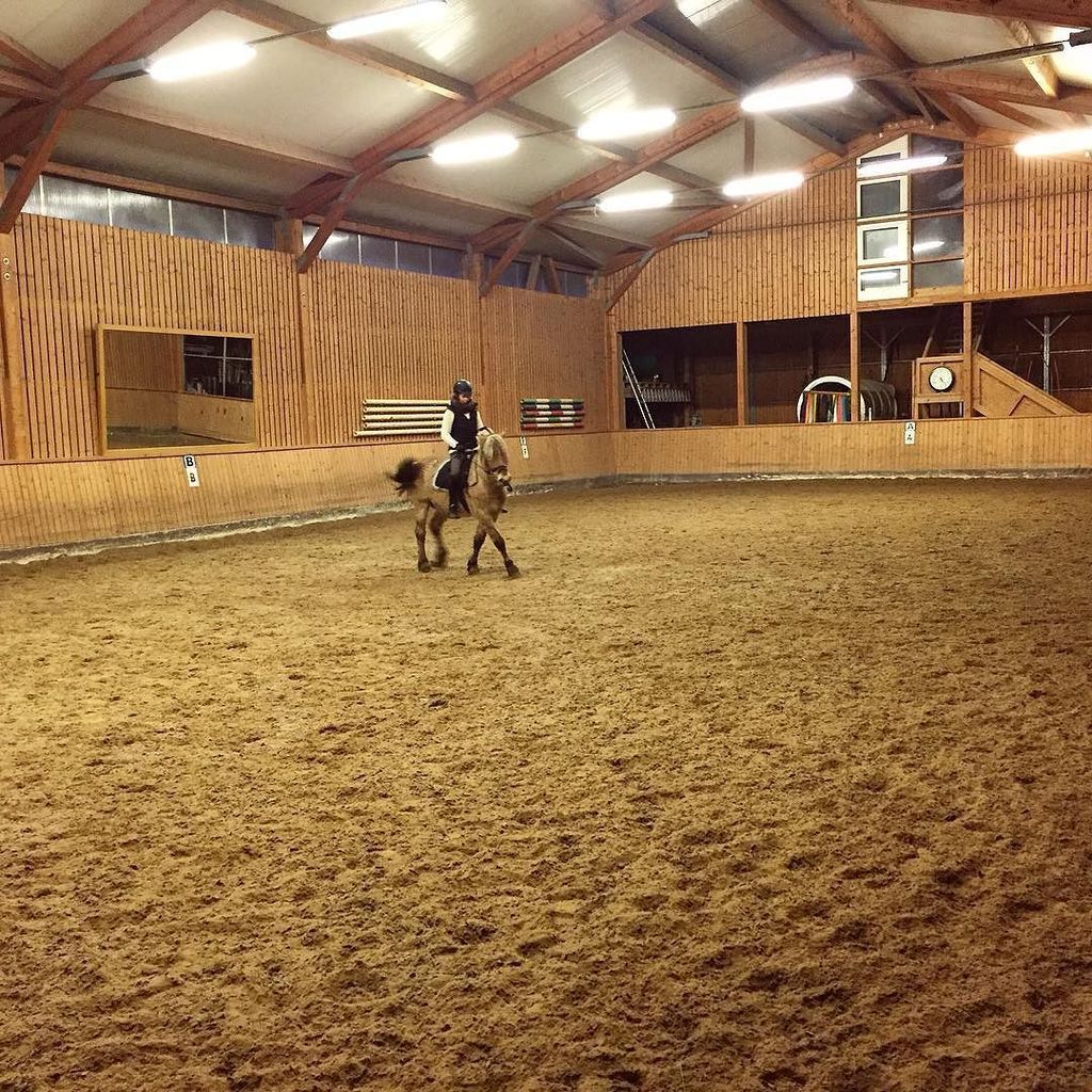 EQPpics's tweet image. Post by papucchini: #failphoto from #training ... he didn't really wanted to do #lateralmovements as you can see. 😂…