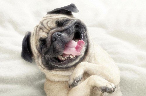 20 Dogs In Their Happy Place twitika.com/posts/41594?li…