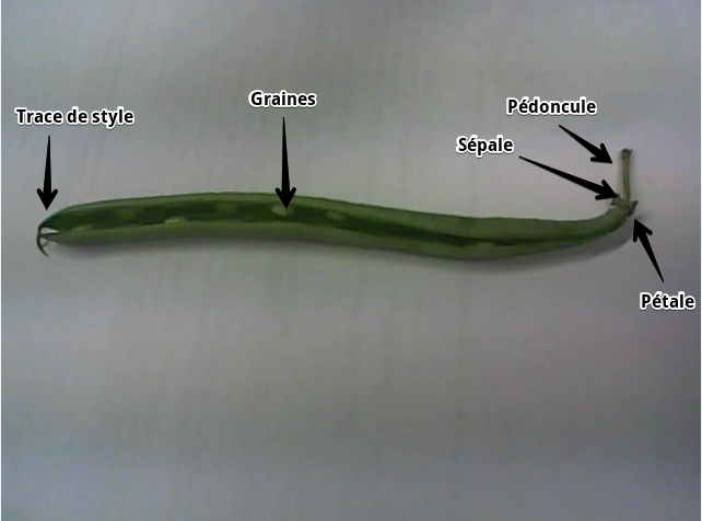 alexandra_math's tweet photo. Observation d'un haricot créé grâce à la pollinisation d'une fleur #FloraTS2015 #TSbzzz https://t.co/CnrkDKxdpH