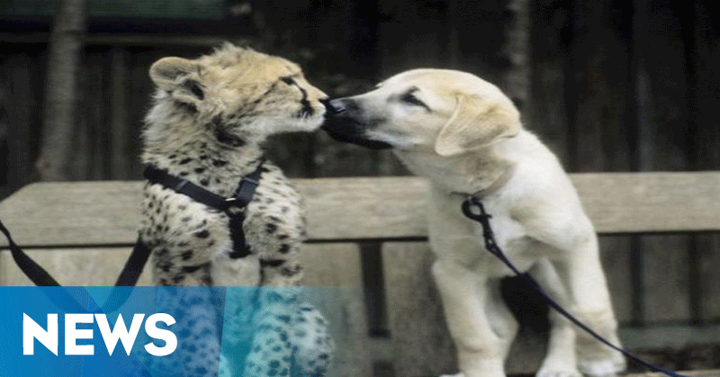 okezonenews's tweet photo. Cheetah Tercepat di Dunia Meninggal https://t.co/dC4qq1Uc5Q https://t.co/RHD135WVIZ