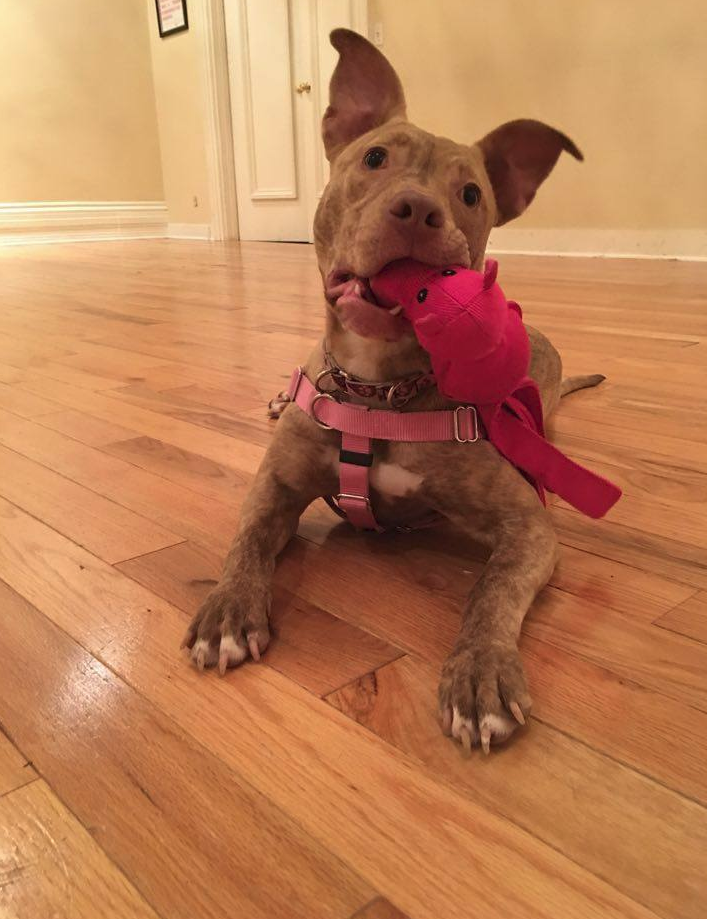 JordanMazzaTV's tweet photo. Meet Iris! She'll be at Saturday's first gala fundraiser for #pitbull #rescue group @rescuepitinc. @TWCNewsROC #dogs https://t.co/j3GBBdXGTn