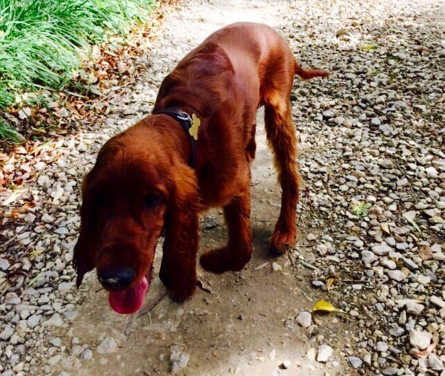 PaddySetter's tweet image. Me