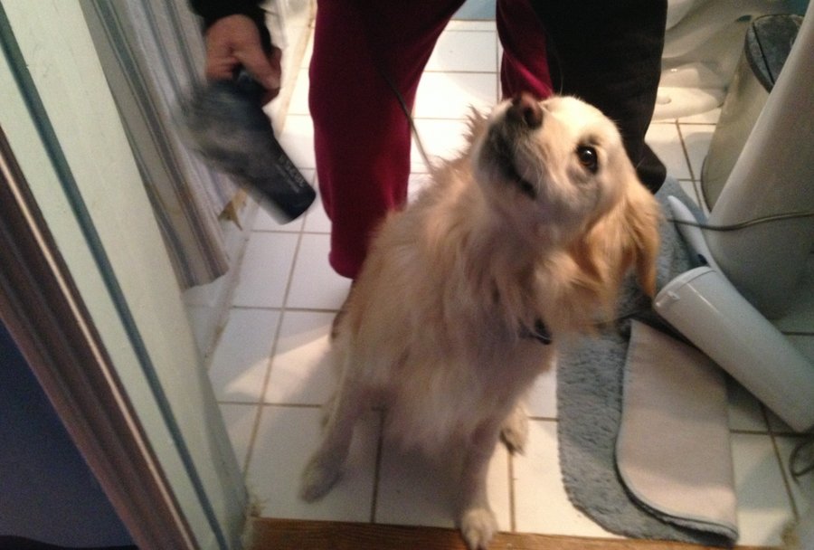 NashvilleScene's tweet image. Stay warm — and above all, make sure you blow-dry your pets.