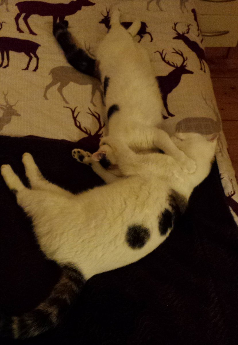 CastielRobinson's tweet photo. Castiel and Bo the kitten; even when they're asleep it looks like they are still playing! https://t.co/aVp7VniTYW