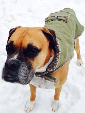 Sonitrol's tweet photo. Bring furry friends inside when temps dip! If it's too cold for you, it's too cold for your pet #WinterPetSafety https://t.co/kyIV8BM0k8