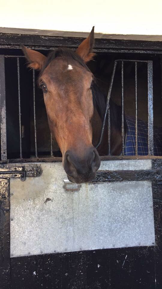 ifandbutwhynot's tweet photo. Hope this gorgeous boy comes home safely tomorrow #captainconan https://t.co/y77XmTlZpk