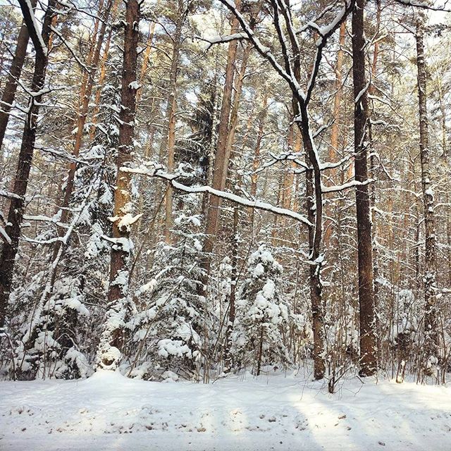 SKURA_design's tweet photo. Can't wait for the weekend when we've got time to go explore the nature. 
#winter #nature #forest 📷: @skuradesign https://t.co/g2O1n1HvNb