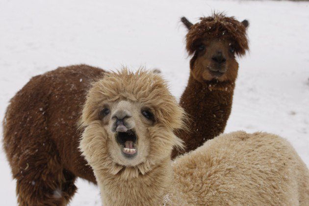 smithsonian's tweet photo. What happens at the @NationalZoo when it snows? https://t.co/g4SgKJk0ke #blizzard2016 https://t.co/YmxHJwIi7N