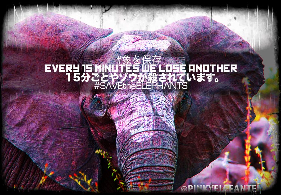 PinkyElefante tweet picture