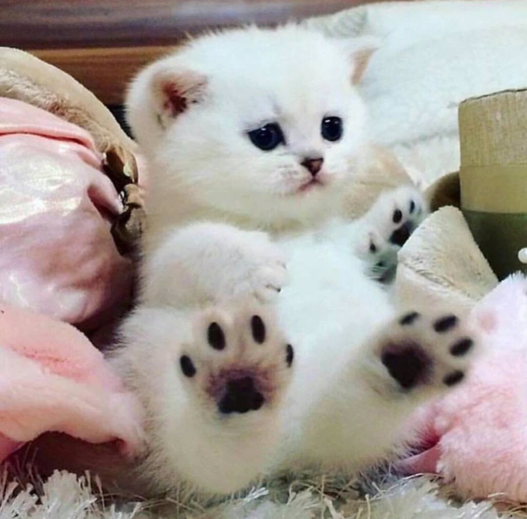 Лапка котика