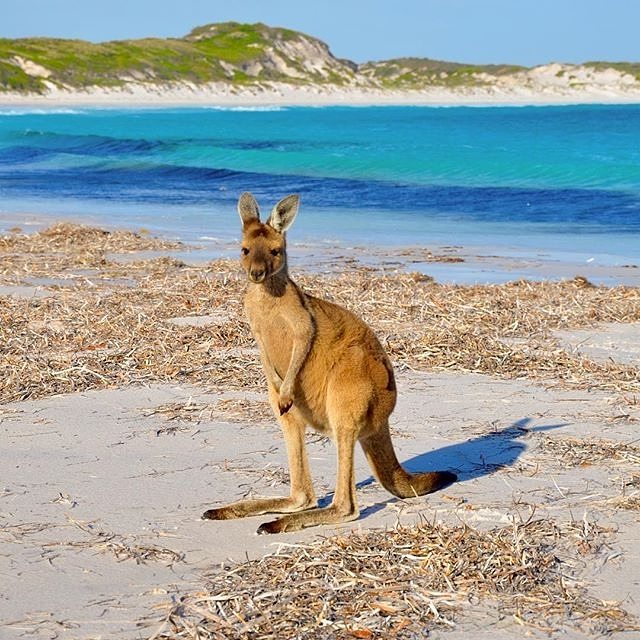 WestAustralia's tweet image. Just another day at Lucky Bay where these furry friends are frequently spotted soaking up the rays Pic: aussie_ad/IG