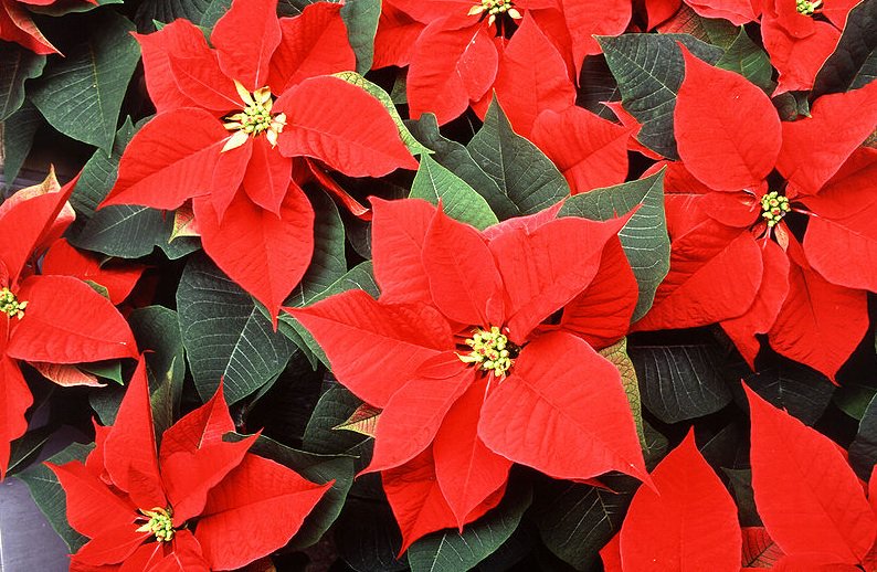 wokestartups's tweet photo. Poinsedibles: when your #poinsettia looks delicious, but being #poisoned doesn't. #branded #THOTleaders @BostInno https://t.co/vSmf1mgVeA