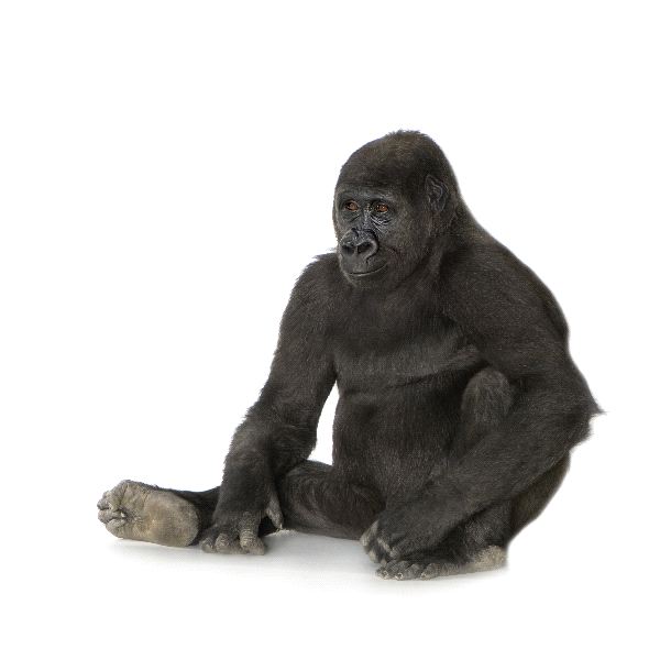 Avidvapers's tweet image. Fancy trying one of our premium juices? #todaysflavour #gorillatrigger ow.ly/Wgc7M