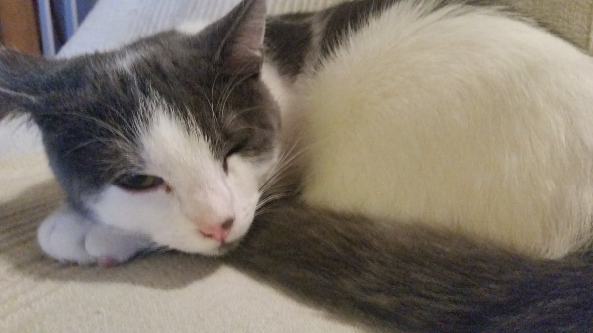flashthecat21's tweet photo. J'ai dormis tout l'aprem, je vais encore faire le bordel toute la nuit 😈 #cats #CatsOfTwitter  #instacat https://t.co/7r0Zrb6RN9