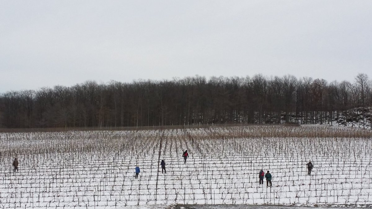 VinelandEstates's tweet image. #lifeonthebench @vinelandestates vineyard crew pruning The St. Urban Vineyard #coldwork #VQA