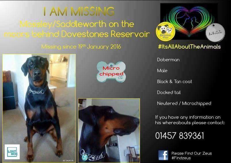 Zeus is still missing after being frightened by shotgun blast near Dovestones. Please call worried owners if seen.