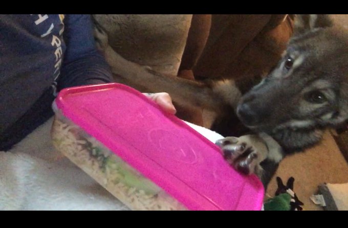 Wolf pup trying to steal my gains! @6PackFitness https://t.co/ppcoiXaJ9N<a class="tags" target="_blank" title="On Twitter" href="/?out=eyJ0eXAiOiJKV1QiLCJhbGciOiJIUzUxMiJ9.eyJpYXQiOjE3MjU4NTQ4ODcsImlzcyI6InR3cG9ybnN0YXJzLmNvbSIsIm5iZiI6MTcyNTg1NDg4NywiZXhwIjoxNzU3MzkwODg3LCJyZWRpcmVjdF91cmwiOiJodHRwczovL3R3aXR0ZXIuY29tLzZQYWNrRml0bmVzcyJ9.tWUC9ikd3LBxizSXg_1UNAVfVQqCTdqf8y8X5VzRfmFXPAgN78xU3o476P3nNzhWfqysXO1yFbN1uRVNO9vi5w">@6PackFitness</a><a href="/tag/piratelife"class="tags"><span>#piratelife</span></a><a href="/tag/ironandinkfitness"class="tags"><span>#ironandinkfitness</span></a>