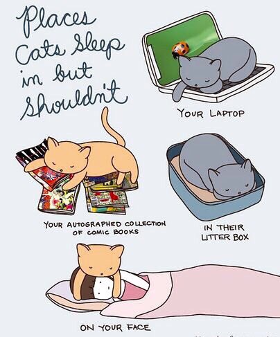 catscatsquotes's tweet photo. https://t.co/1qIOo4l5Ms