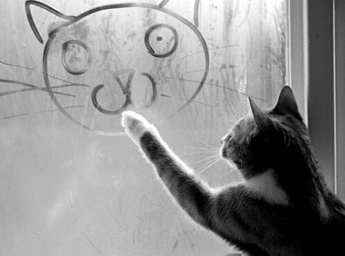 catscatsquotes's tweet photo. https://t.co/Da2Ju5pj0V