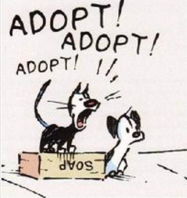 alisha_eiler's tweet photo. @DITRPetRescueND #pawsitiveimpact #GivingHearts16 #AdoptDontShop https://t.co/7bqoRZ06kk