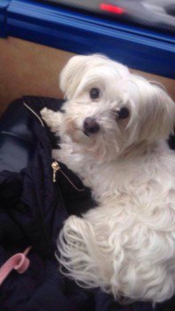 millypod1's tweet photo. #Lost Maltese Female
The Shinty Pitch  #SpeanBridge #FortWilliam #Lochaber #Scotland #PH34 https://t.co/t9Iy0TEYi4 https://t.co/tr5duWswuB