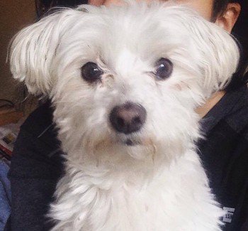 millypod1's tweet photo. #Lost Maltese Female
The Shinty Pitch  #SpeanBridge #FortWilliam #Lochaber #Scotland #PH34 https://t.co/t9Iy0TEYi4 https://t.co/tr5duWswuB