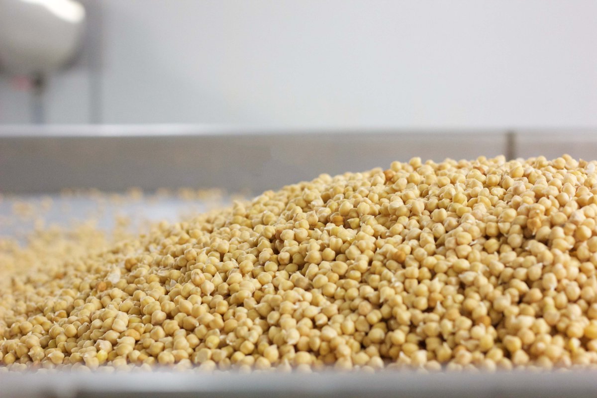 #Sproutedchickpeas ready to be carefully dried in order to maintain all their nutritional goodness! #LovePulses