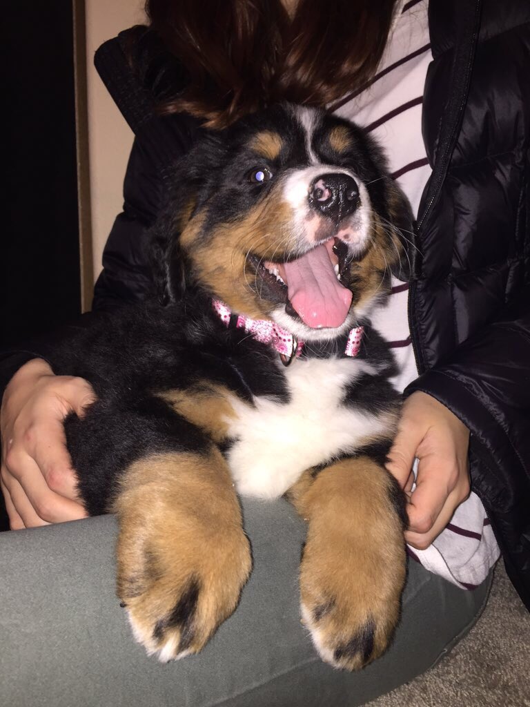 rubythebernese tweet picture