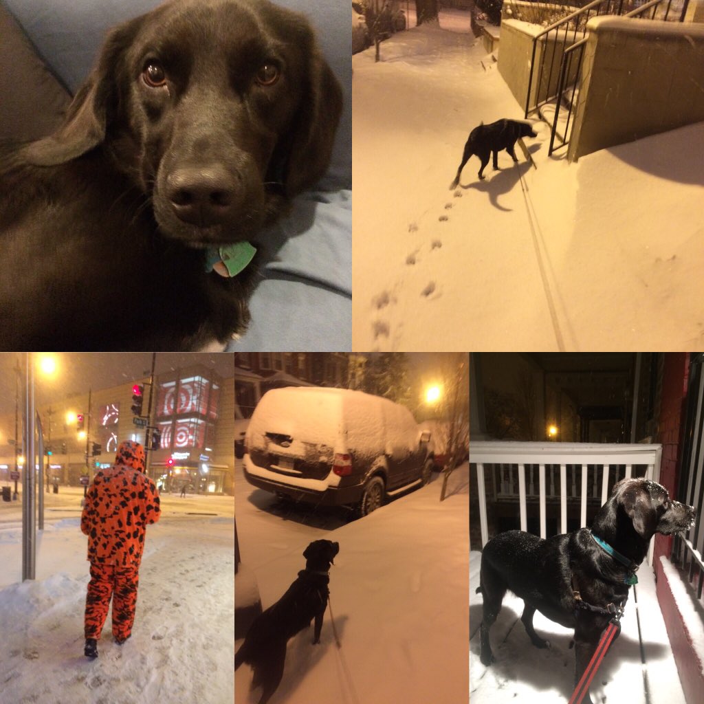 more_vs_better's tweet photo. Big snow storm coming to #DC, to prepare, I got a #dog :) @capitalweather #Blizzard2016 #snowmaggedon2016 #snowdc https://t.co/eDzEIWxpZJ