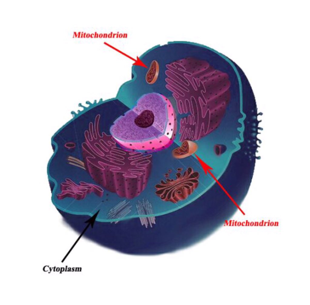 Mysterious_Mito's tweet photo. Where to find meI'm in ya makin energy#iaintgonnasleepcauseofyall#yallaintgonnasleepcauseofme#organellebattleroyale https://t.co/sT1CnAhAJc