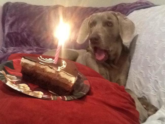 pets and birthdays 6