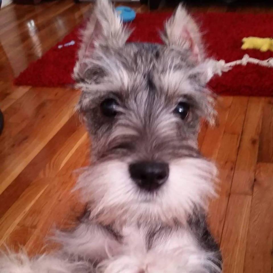 Patricia_York's tweet photo. 'ello! https://t.co/RhD5rwL0Co