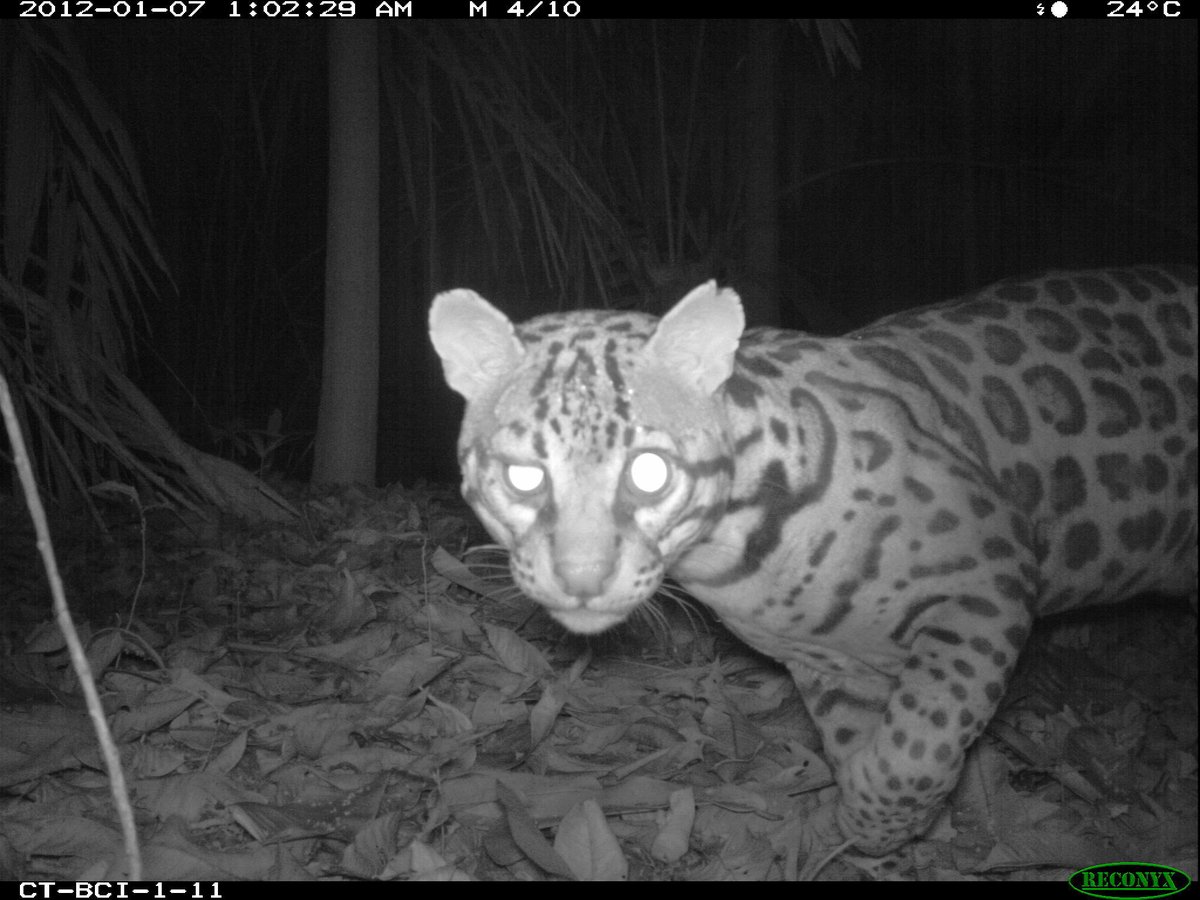 ConservationOrg's tweet photo. In camera-trap snaps, scientists tackle big data challenge: https://t.co/Y9FYYLWplM. #WildlifeCameraWeek https://t.co/FmWagggJ6K