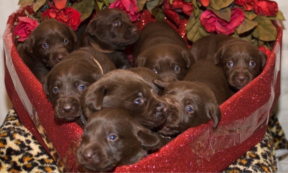 StandardsRaised's tweet photo. The only box of chocolates I want this Valentine's Day https://t.co/GH17dHhFmf