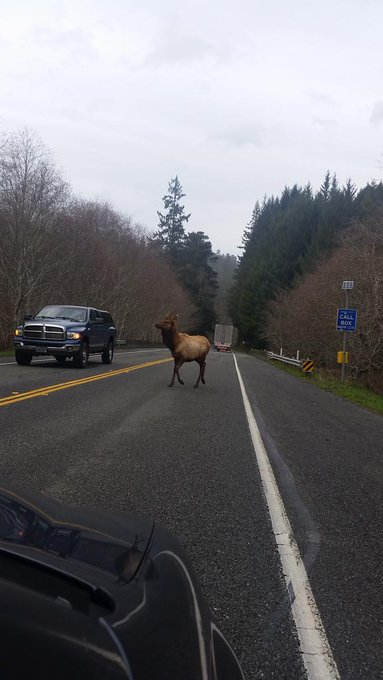 Elk! https://t.co/4fxuUalEkG<a href="/tag/stjudeplaylive"class="tags"><span>#stjudeplaylive</span></a>