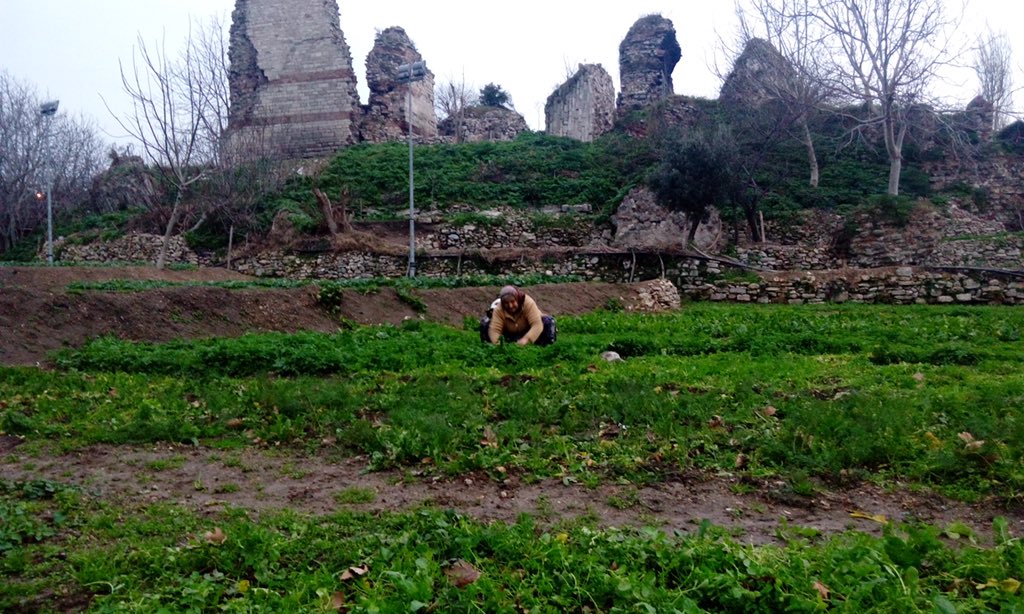 Tarihi Yedikule bostanları bizim sırf geçmişle değil, gelecekle de bağımız. Kıymayın onlara 
sosyal.hurriyet.com.tr/yazar/melis-al…