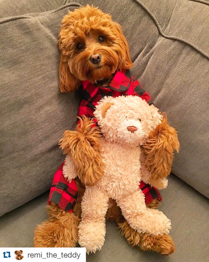 On the couch in fabdog® PJs like "bring it Jonas." 😎🐾 #blizzard2016 #cuteoverload #nyc