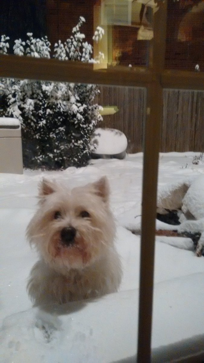 MaryGreene3's tweet photo. Pitstop! Digby the Westie. #blizzard2016 https://t.co/0gKyjvMFIY