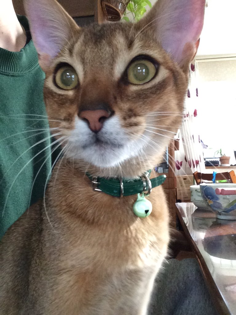 mg_nao's tweet photo. 朝からお魚くわえた飼い猫追いかける案件が発生。反省してる(ふりの)顔 https://t.co/gtrEWlTqVT