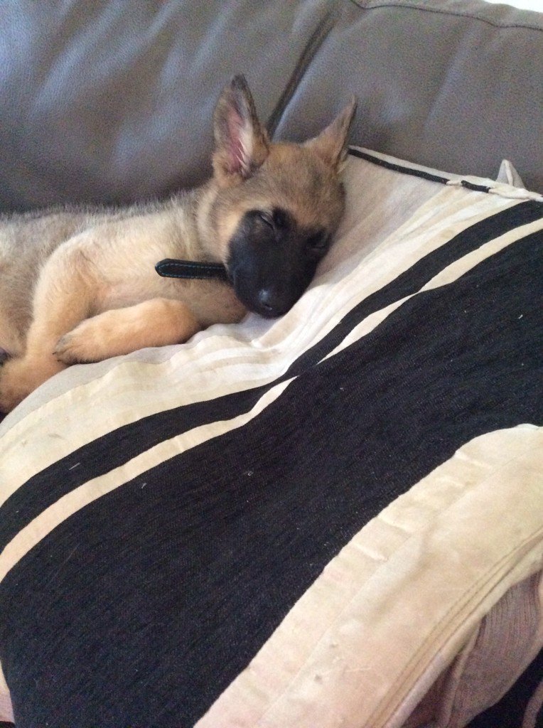 AP_Salons's tweet photo. Got this little cutie back tonight! No more grapes please Rory thought shepherds were an intelligent breed ! 🙈🐶 https://t.co/MGBlHvW3Ug