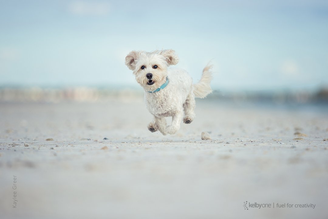 KelbyOne's tweet photo. The Secrets to Capturing the Best Dog Photos EVER! w/ #KayleeGreer @dogbreathphoto: https://t.co/dIijIVJKQk https://t.co/ORVJB8fZE0