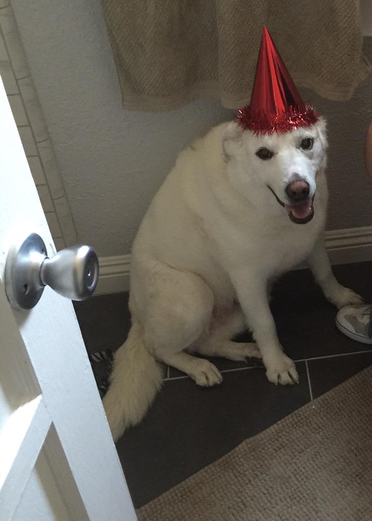georgie_ester99's tweet photo. Ready 2 party but more ready 2 watch u poop https://t.co/mipVsfCqOg