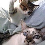 naturallycats's tweet photo. Holistic treatment for #HyperthyroidismInCats #cat #cats #NaturalCat https://t.co/Y3pdJDqp8n https://t.co/3fJDOGpJFz