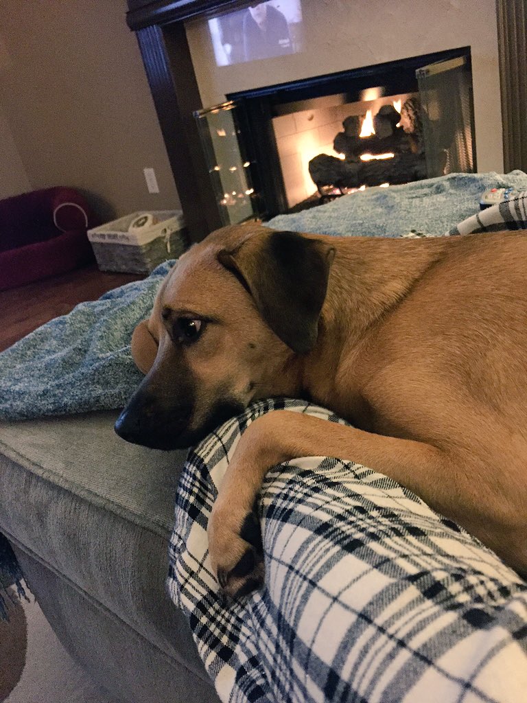 MabeltheMutt's tweet photo. Hope all my pals are staying warm! https://t.co/4lRGPmRVjo