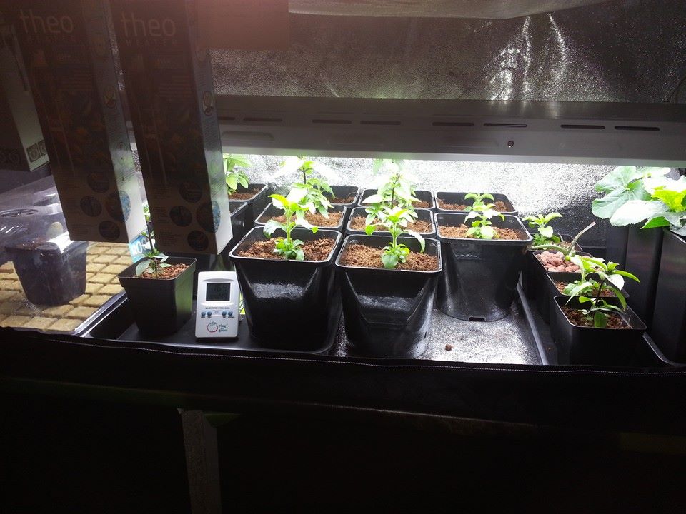 Med Gardener Ltd (@med_gardener) on Twitter photo 