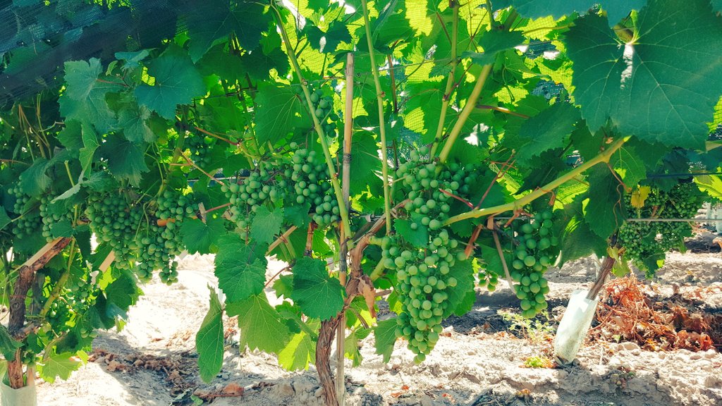 EntreveroW's tweet image. Deshoje en #Malbec #Lunlunta #GreenMoustache #Cosecha2016