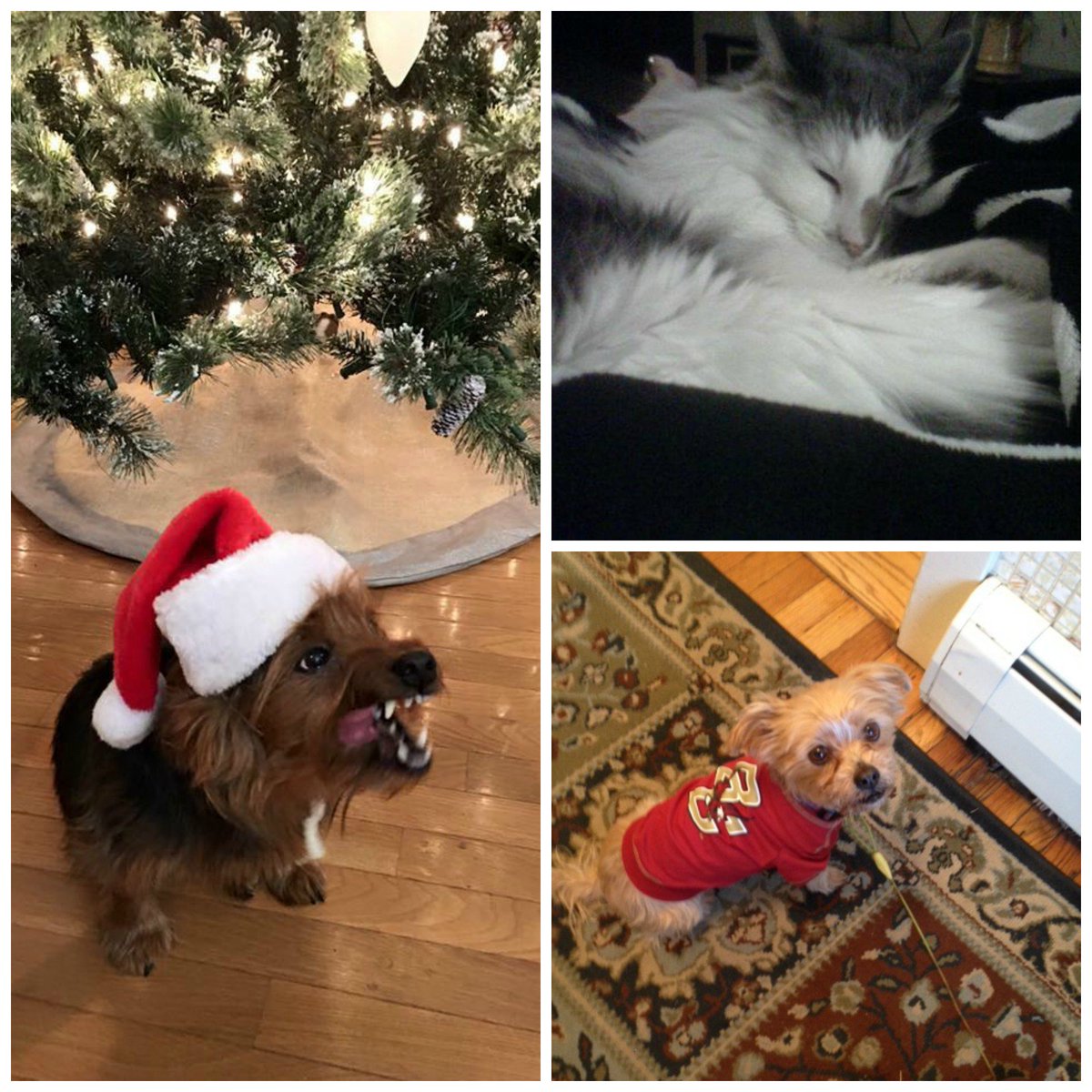 roamingwrover's tweet photo. Hey Everyone! Happy Friday from just a few of your favorite rescues from the #DogiPack #K9Club! https://t.co/HlAf0WQkXM